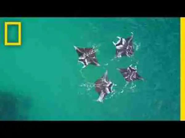 Video: Manta Ray 